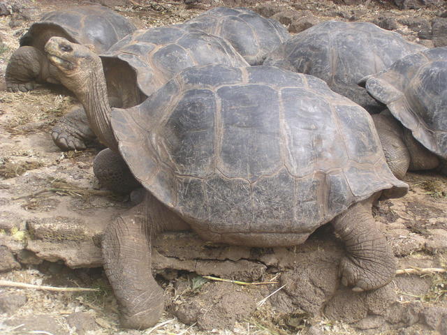 Giant Tortoise - free image