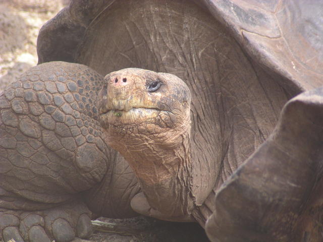 Giant Tortoise - free image