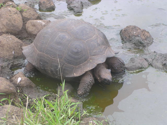 Giant tortoise - free image