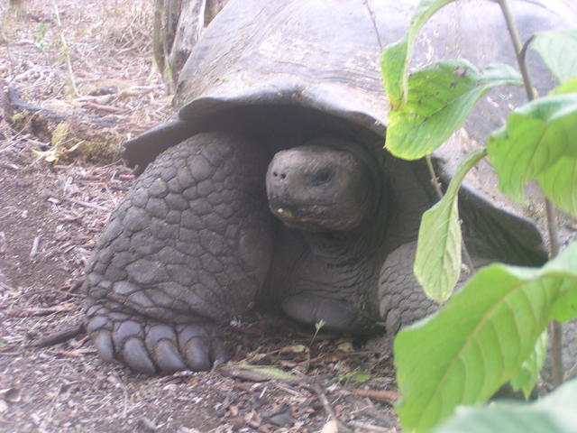 Giant Tortoise - free image