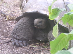 Giant Tortoise