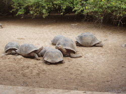 Giant tortoise