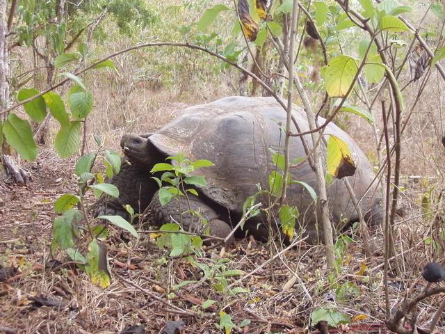 Giant tortoise - free image