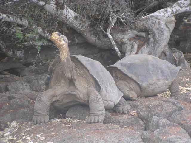 Giant Tortoise - free image