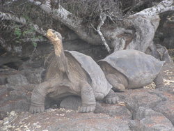 Giant Tortoise