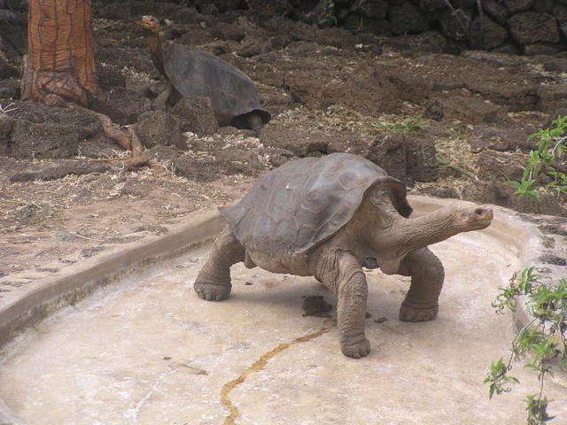 giant tortoise - free image