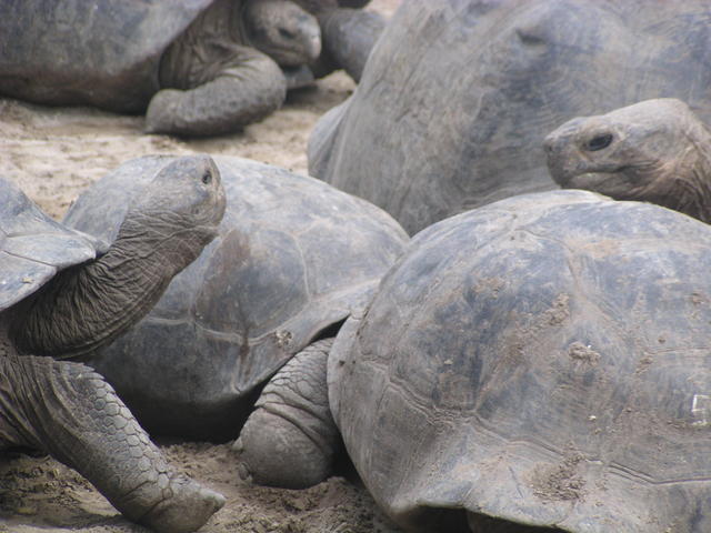 Giant tortoise - free image