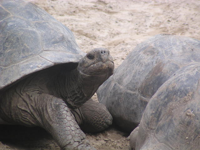 Giant tortoise - free image