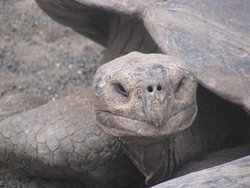 Giant Tortoise