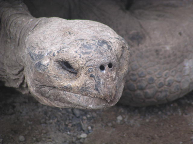 Giant tortoise - free image