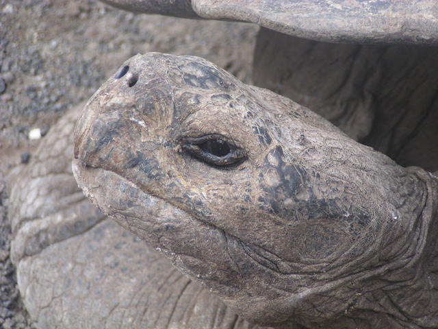 Giant Tortoise - free image