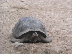 Giant tortoise