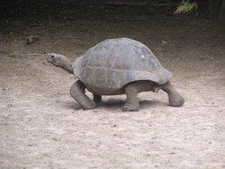 giant tortoise walking