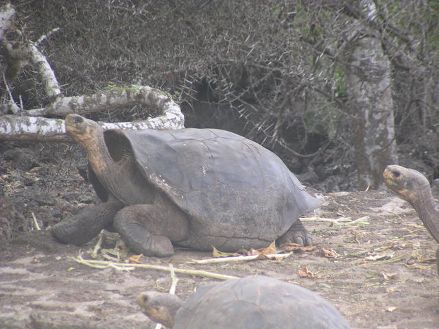 Giant tortoises - free image
