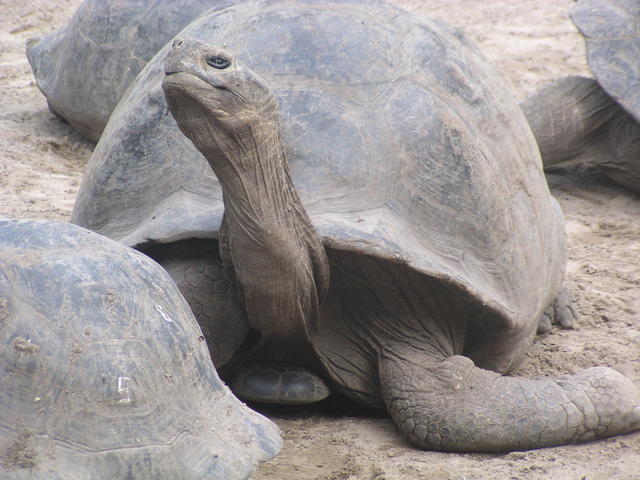 Giant Tortoises - free image