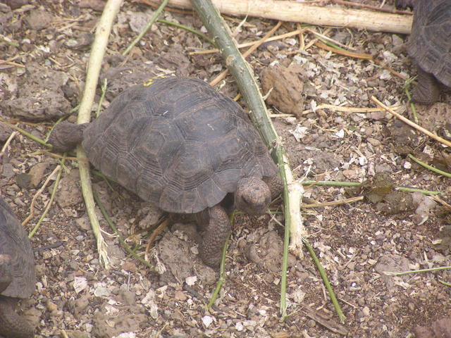 Giant turtle - free image