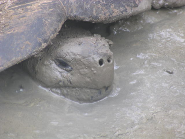 gigant tortoise - free image