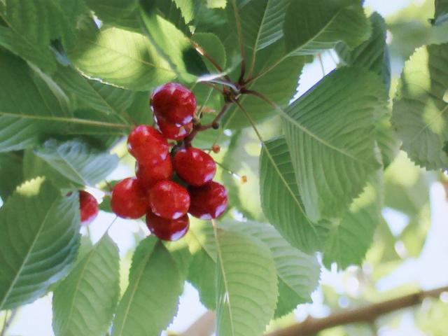 glorifying red berries - free image