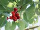 glorifying red berries