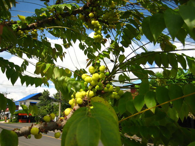 gooseberry Tree - free image