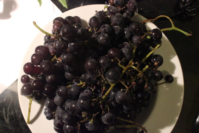 Grapes - free image
