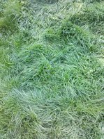 grass carpet