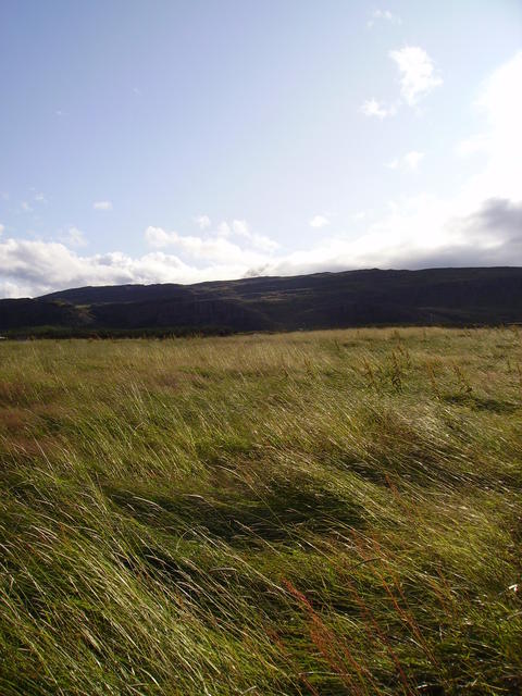 Grassy field - free image