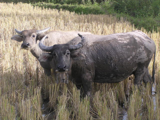 grazing buffaloes - free image