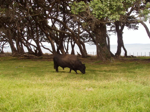 grazing bull - free image