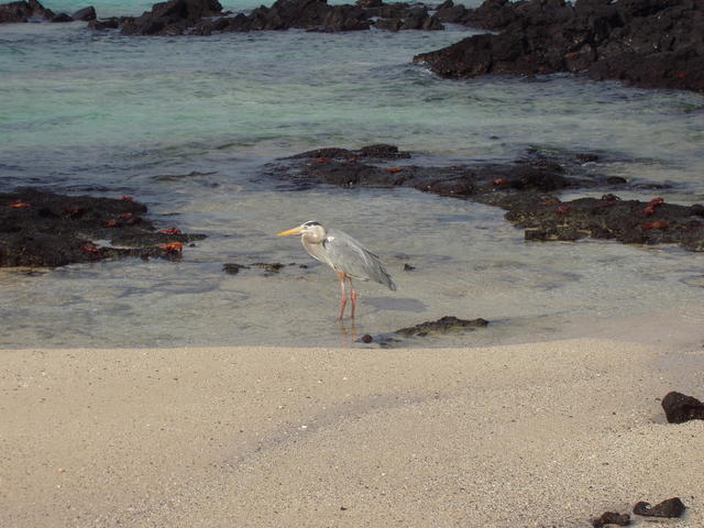 Great Blue Heron - free image