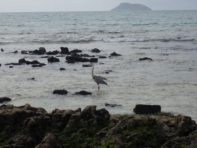 Great Blue Heron - free image