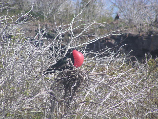 Great Frigate Bird - free image