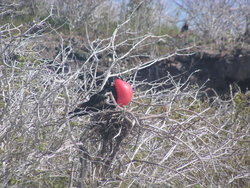 Great Frigate Bird