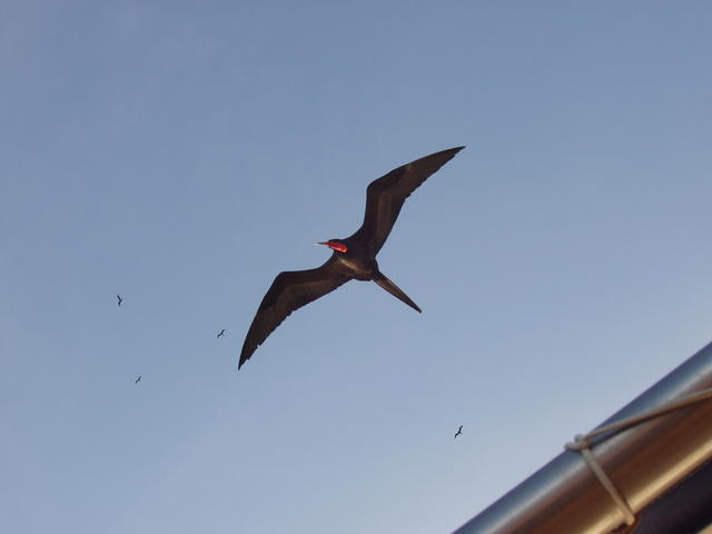 great frigate bird - free image