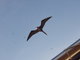 great frigate bird