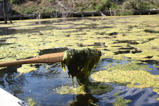 green algae - free image