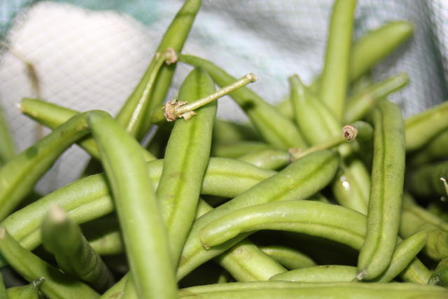 Green beans - free image