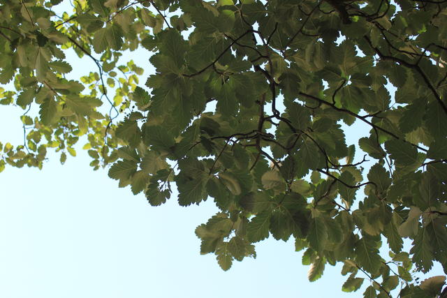 green blackberry leaves - free image