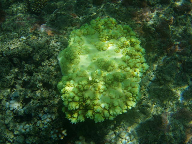 green coral - free image