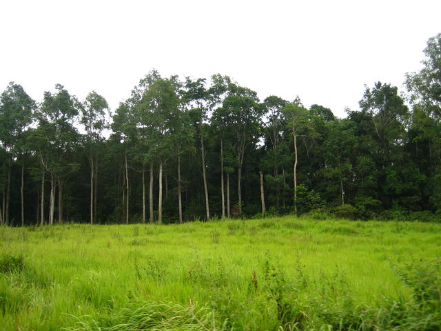 Green forest - free image