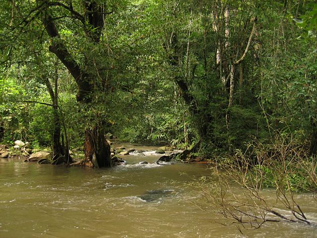 Green forest and river - free image