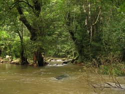 Green forest and river