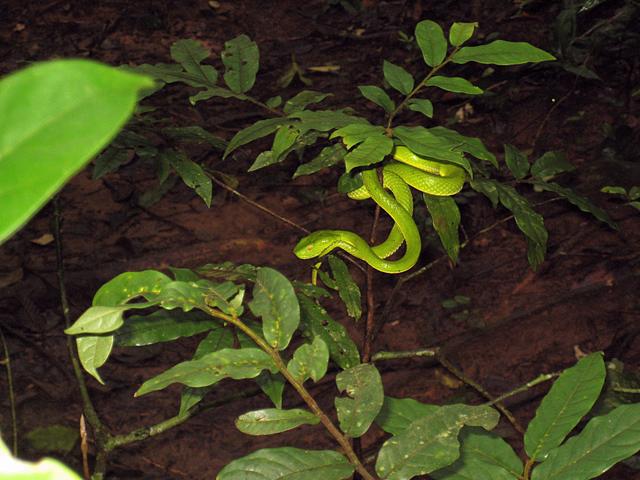 Green lantern or green snake? - free image