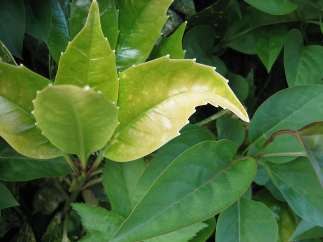 green leaf - free image
