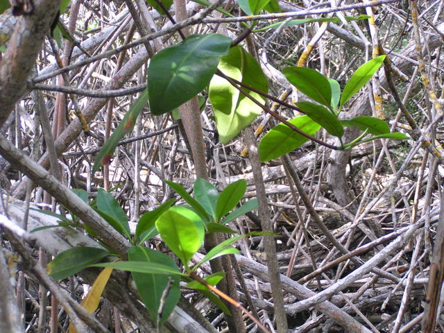 green leaves - free image