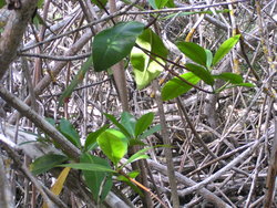 green leaves