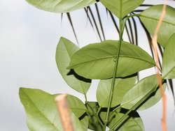 green leaves