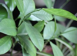 green leaves