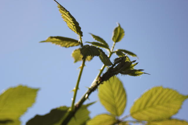 Green leaves - free image