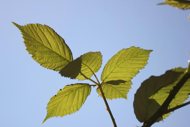 green leaves - free image